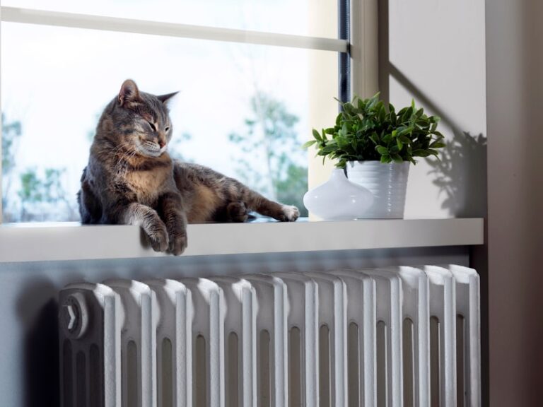 Cat Enjoying Good Indoor Air Quality