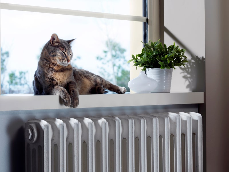 How Pet Owners Can Improve Indoor Air Quality